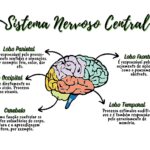 Estrutura e funcionamento do sistema nervoso