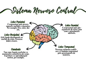 Read more about the article Estrutura e funcionamento do sistema nervoso