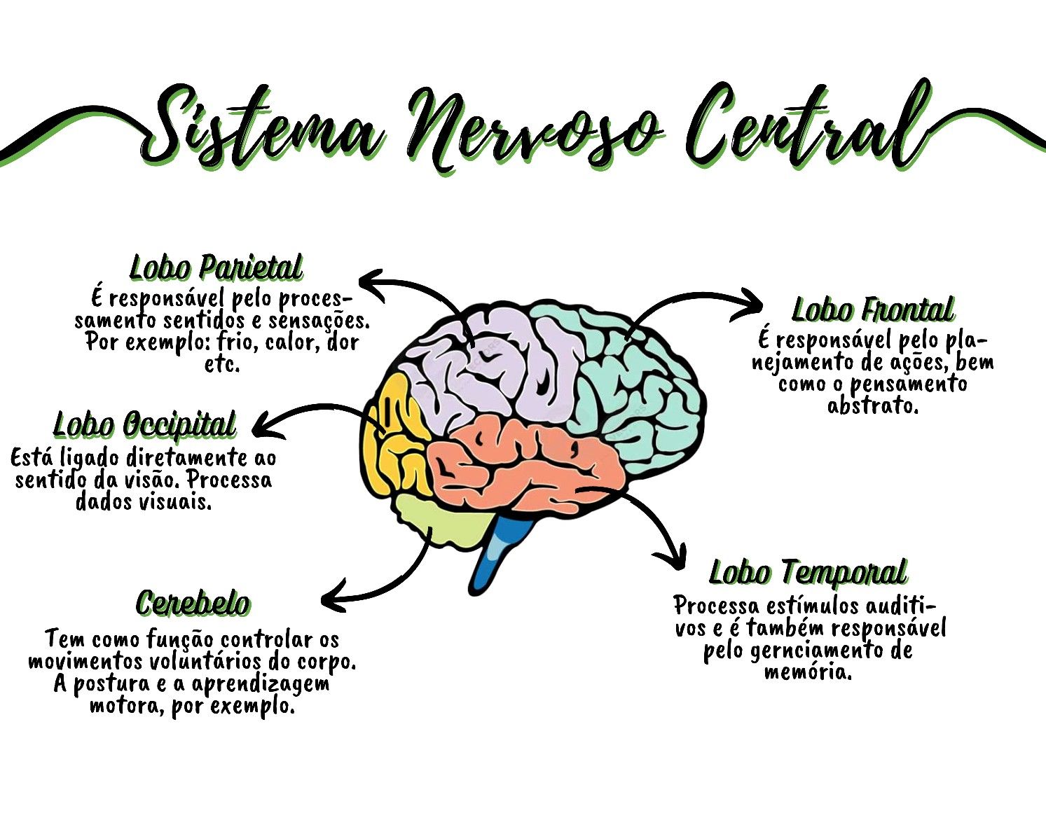O Sistema Nervoso Humano: Um Enfoque Psico-Funcional